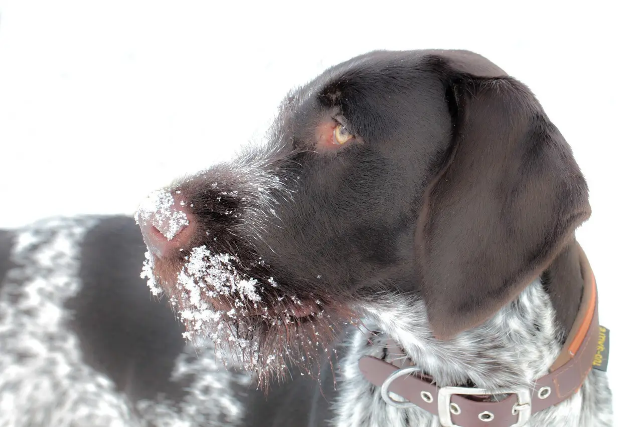 Blurry dog ​​photo