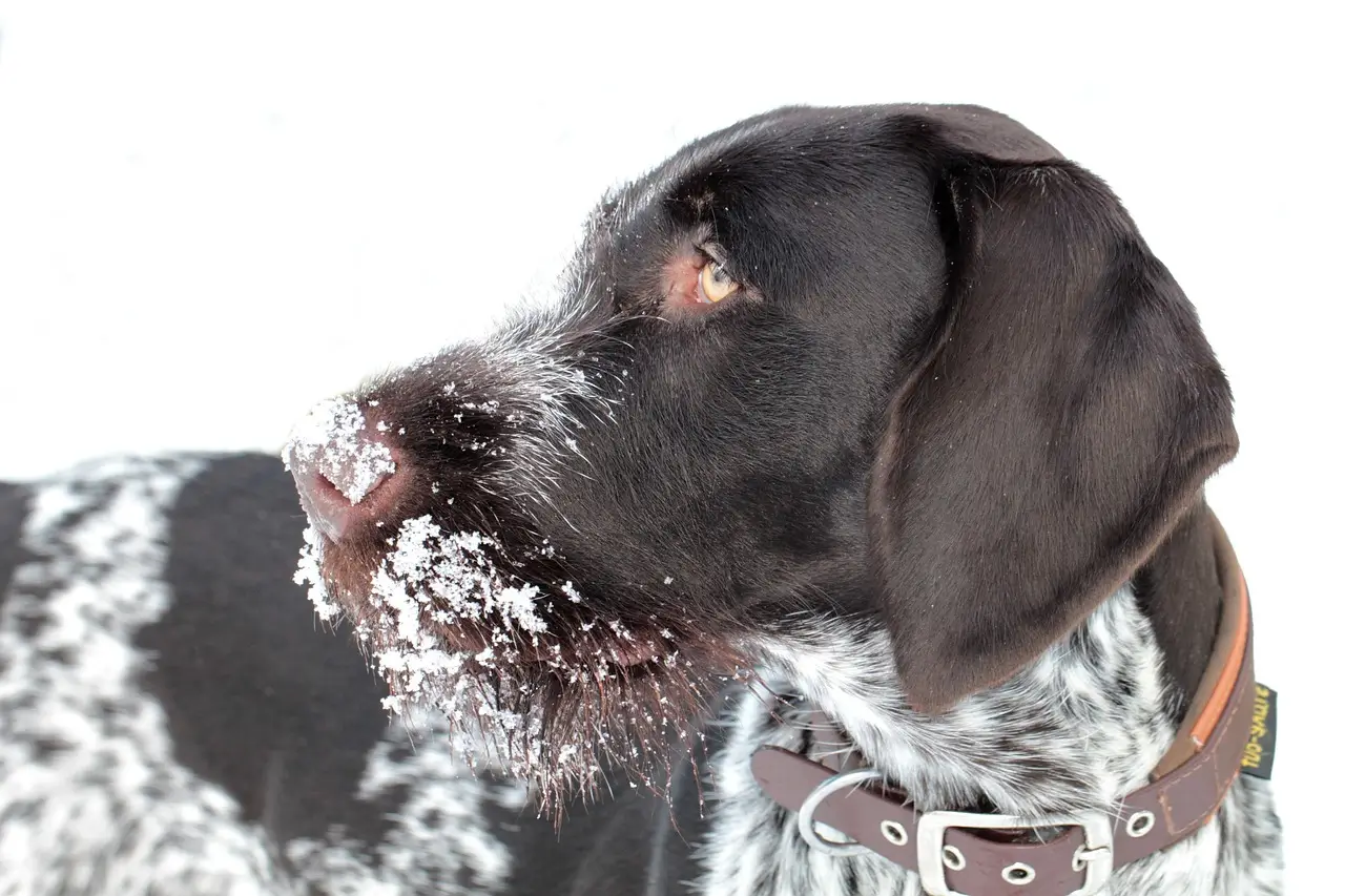 Clear dog ​​photo